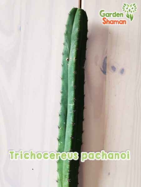 GardenShaman.eu Trichocereus Echinopsis pachanoi San Pedro