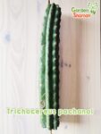 GardenShaman.eu - Trichocereus pachanoi 42 x 7