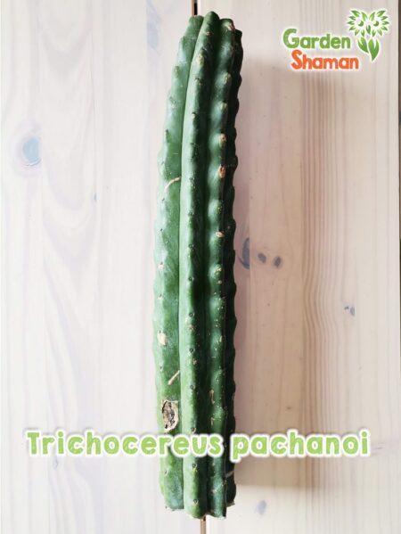 GardenShaman.eu Trichocereus Echinopsis pachanoi São Pedro