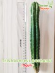 GardenShaman.eu – Trichocereus pachanoi OGUN