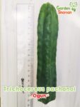 GardenShaman.eu – Trichocereus pachanoi OGUN 16 x 3