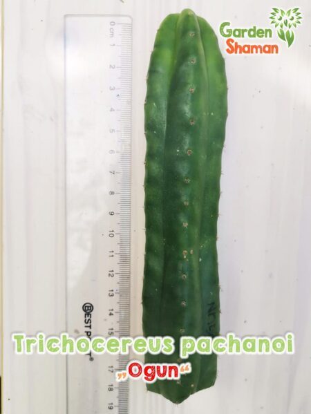 GardenShaman.eu - Trichocereus peruvianus OGUN