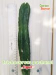 GardenShaman.eu – Trichocereus pachanoi OGUN 26 x 4