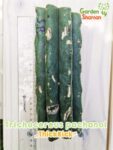 GardenShaman.eu – Trichocereus pachanoi ThickRick 18 x7