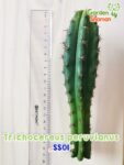 GardenShaman.eu – Trichocereus peruvianus SS01