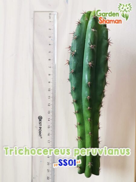 GardenShaman.eu - Trichocereus peruvianus SS01