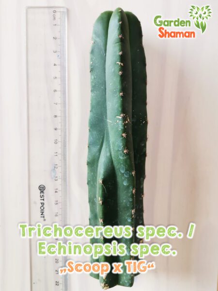 Trichocereus spec. Echinopsis spec. Scoop x TIG