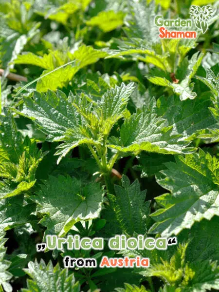 GardenShaman.eu Large stinging nettle Urtica dioica seeds