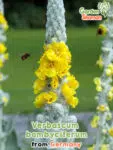 GardenShaman.eu - Verbascum bombyciferum, Seidige Königskerze Samen