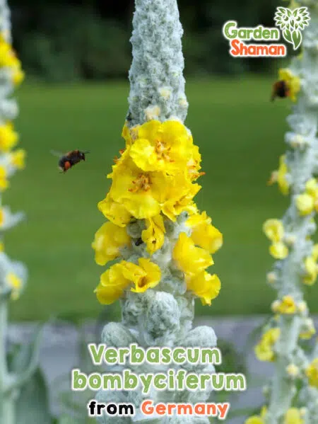 GardenShaman.eu - Verbascum bombyciferum, Silky Mullein Seeds