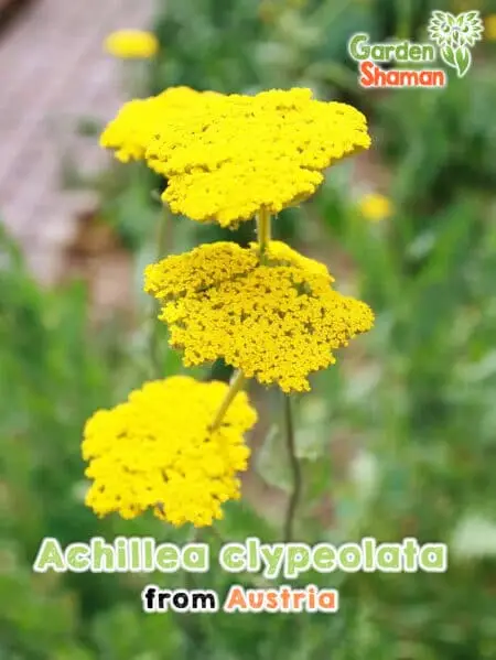 GardenShaman.eu - Achillea clypeolata seeds Seeds