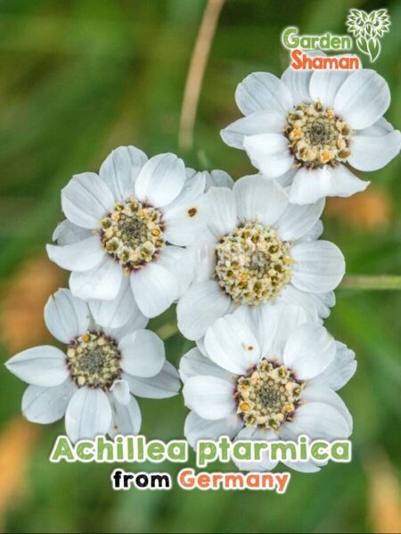 GardenShaman.eu - Sementes de Achillea ptarmica, Sementes de Yarrow, Marsh Yarrow