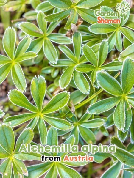 GardenShaman.eu - Sementes de Alchemilla alpina alpine lady's mantle sementes