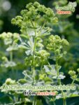 GardenShaman.eu - Alchemilla xanthochlora