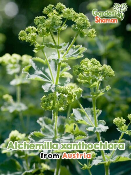 GardenShaman.eu - Alchemilla xanthochlora Graines d'alchémille jaune