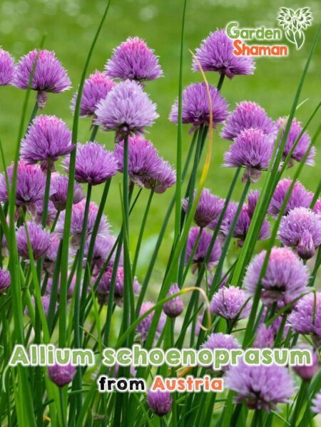 GardenShaman.eu - Allium schoenoprasum Graines de ciboulette