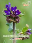 GardenShaman.eu - Anchusa officinalis - Langue de bœuf commune Graines