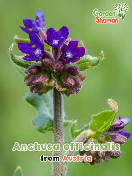 GardenShaman.eu - Anchusa officinalis - Gewöhnliche Ochsenzunge Samen seeds