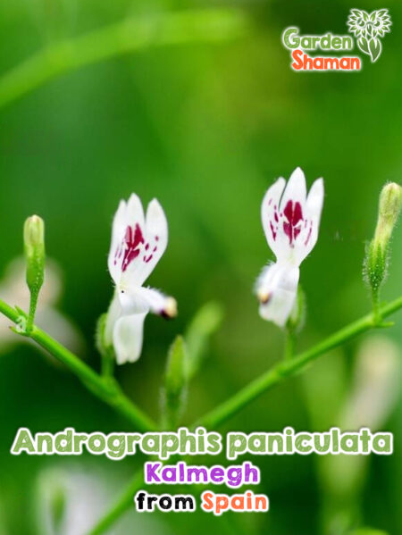 GardenShaman.eu - Kalmegh, semillas de Andrographis paniculata Semillas