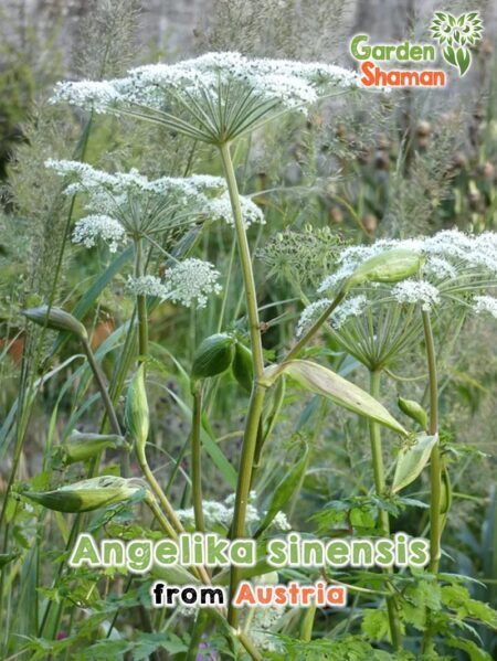 GardenShaman.eu - Angelica sinensis, semillas de angélica china semillas