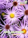 GardenShaman.eu - Aster spectabilis seeds Samen