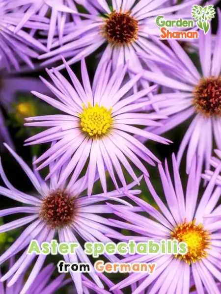 GardenShaman.eu - Semillas de Aster spectabilis Semillas