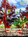 GardenShaman.eu – Beta vulgaris var. cicla red