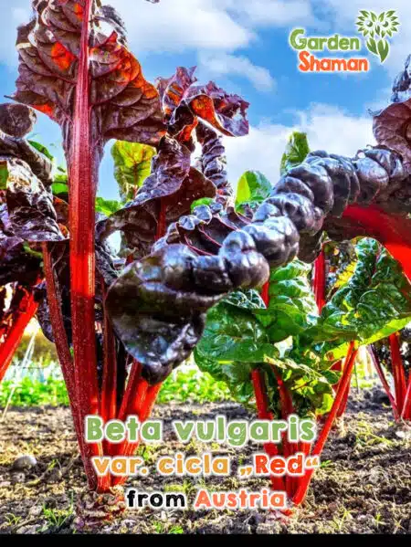 GardenShaman.eu - Chard, red, Beta vulgaris var. cicla seeds seeds