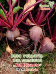 GardenShaman.eu – Beta vulgaris var. conditiva E’Egypte