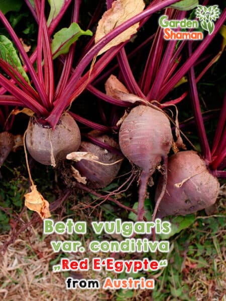 GardenShaman.eu - Betterave rouge, Beta vulgaris subsp. vulgaris Conditiva seeds Graines