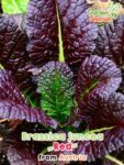 GardenShaman.eu - Red Leaf Mustard, Brassica juncea Red Giant seeds seeds