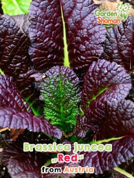 GardenShaman.eu - Roter Blattsenf, Brassica juncea Red Giant Samen seeds