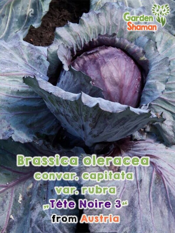 GardenShaman.eu - Brassica oleracea convar. capitata var. rubra "Tête Noire 3" Red Cabbage Seeds, seeds