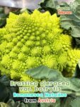 GardenShaman.eu - Brassica oleracea var. botrytis Romanesco Natalino