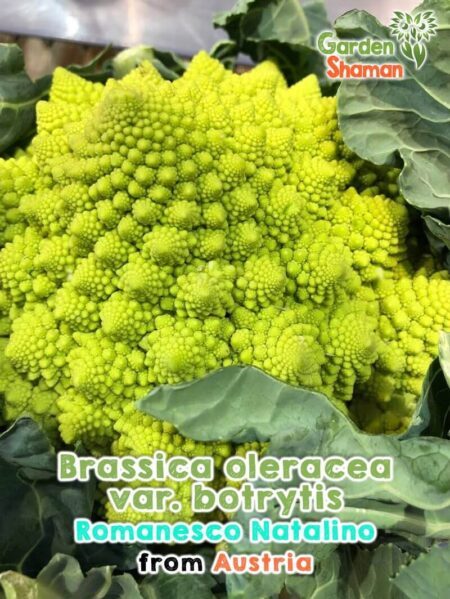 GardenShaman.eu - Cauliflower Brassica oleracea var. botrytis Romanesco Natalino seeds seeds