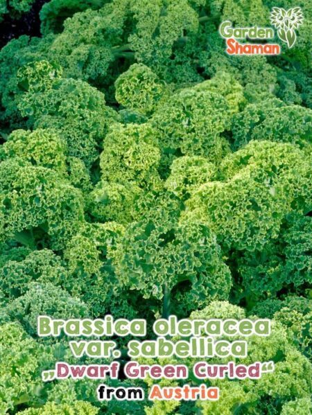 GardenShaman.eu - Graines de Brassica oleracea sabellica Dwarf Green Curled