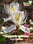 GardenShaman.eu - Alcaparra, Capparis spinosa semillas semillas