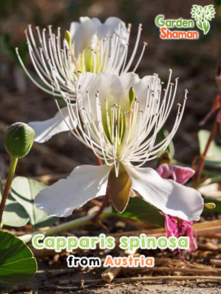 GardenShaman.eu - Kapernstrauch, Capparis spinosa Samen seeds