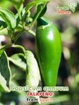 GardenShaman.eu - Capsicum annuum Jalapeno seeds Samen