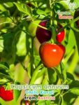 GardenShaman.eu - Capsicum annuum Koral, Poivron cerise, Graines de poivron cerise, seeds