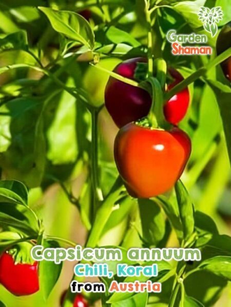 GardenShaman.eu - Capsicum annuum Koral, semi di peperoncino, semi