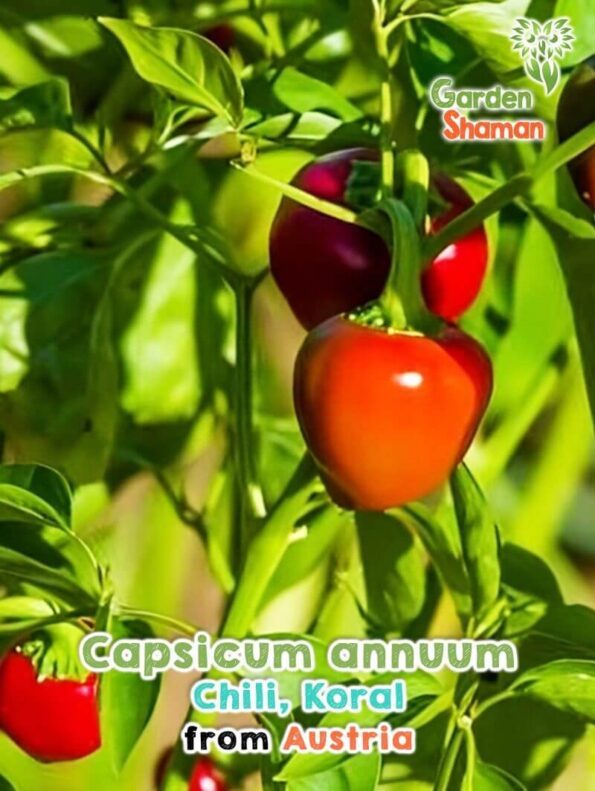 GardenShaman.eu - Capsicum annuum Koral, semillas de guindilla, semillas