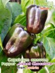 GardenShaman.eu – Capsicum annuum Pepper Sweet Chocolate