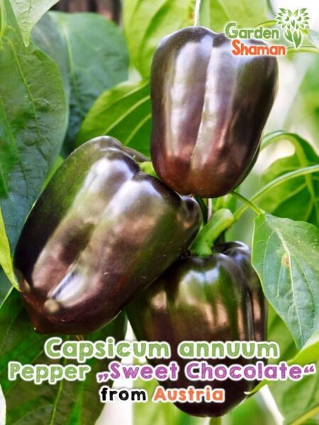 GardenShaman.eu - Poivron Sweet Chocolate Capsicum annuum Graines