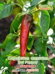 GardenShaman.eu – Capsicum annuum hot pepper Cayenne