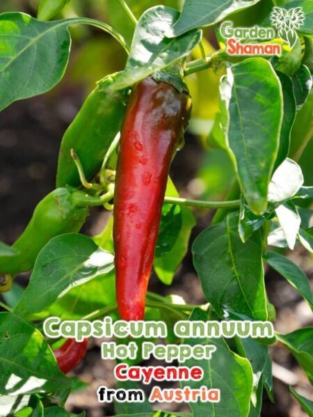 GardenShaman.eu - Hot Pepper Cayenne Capsicum annuum Samen seeds