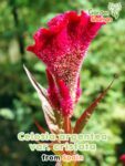 GardenShaman.eu - Celosia argentea var. cristata seeds Samen