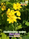 GardenShaman.eu - Chelidonium majus Flore Pleno Samen seeds