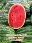 GardenShaman.eu - Citrullus lanatus Crimson Sweet watermelon seeds seeds