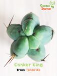GardenShaman.eu - Conker King, Trichocereus, Bridgesii, Conker, rare